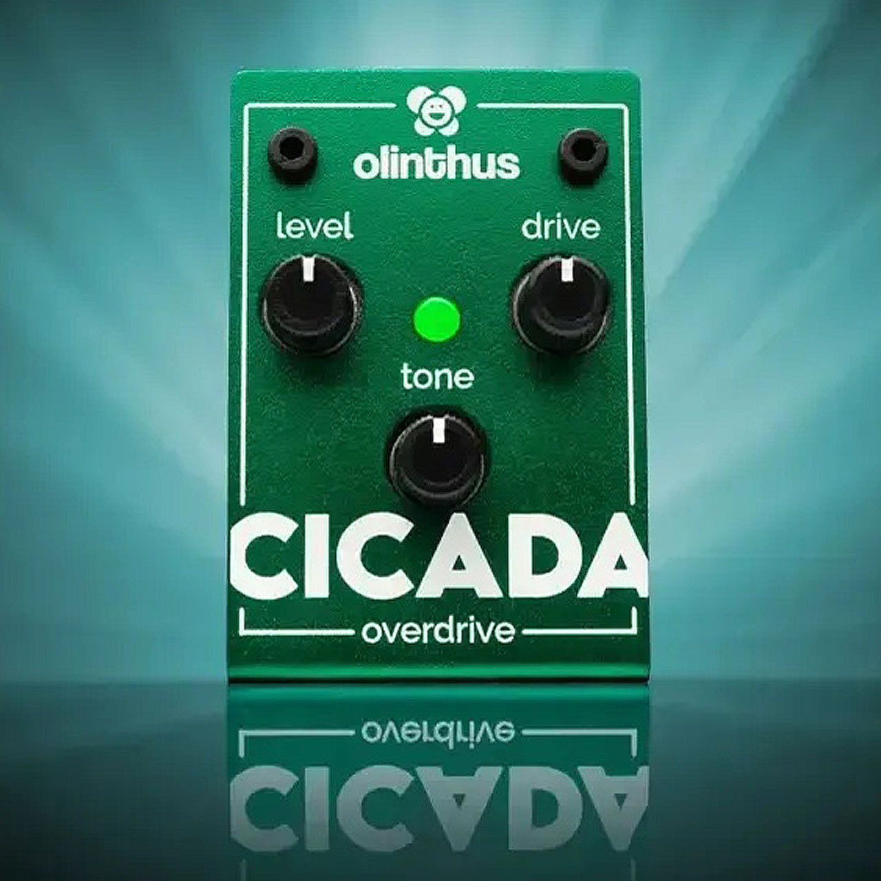 Olinthus Cicada【即納可能】（新品/送料無料）【楽器検索デジマート】