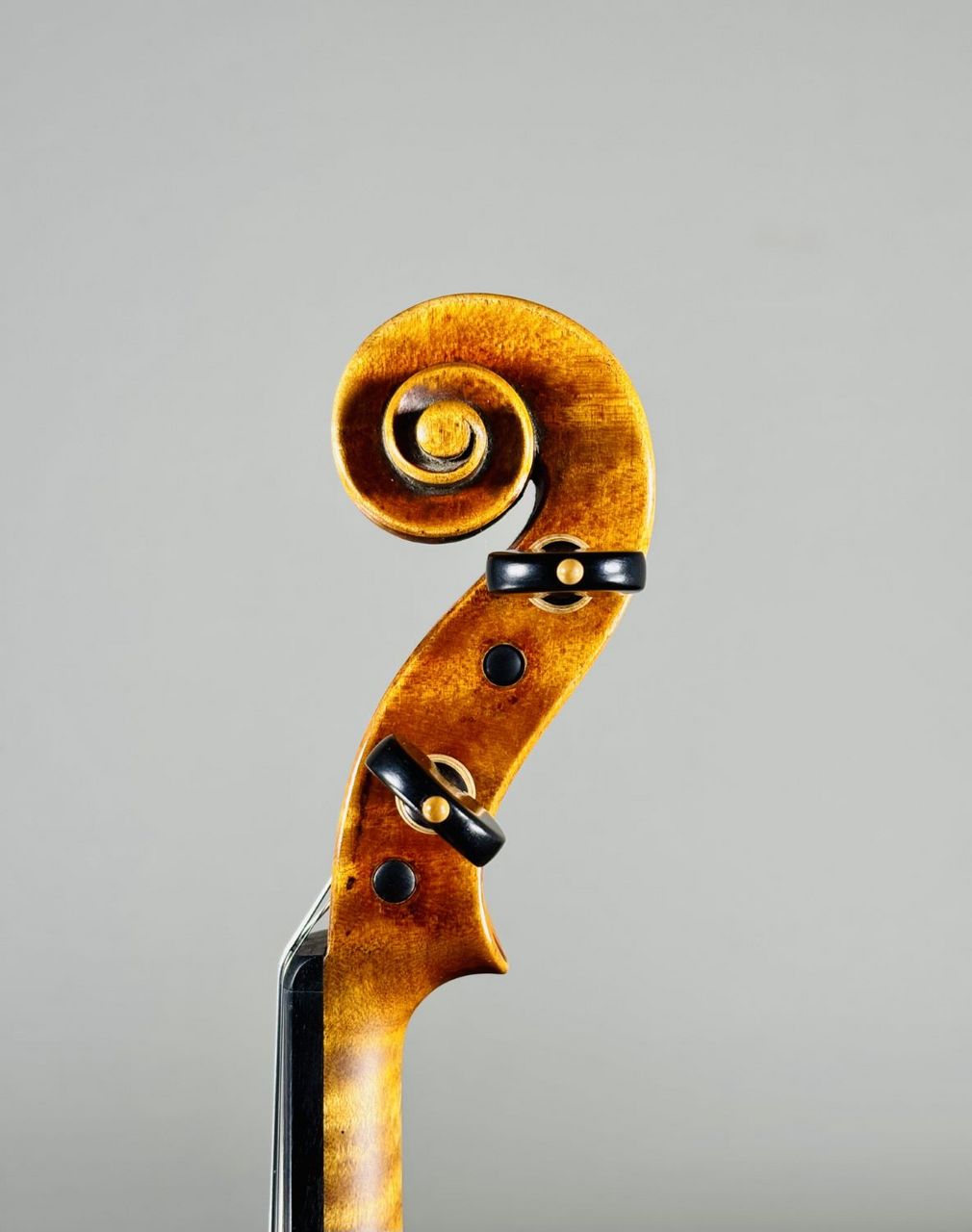 ImportStrings G.Montenegro/2025（新品/送料無料）【楽器検索デジマート】