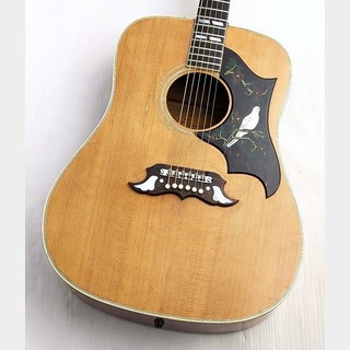 アコースティックギター、Gibson、Doveの検索結果【楽器検索デジマート】